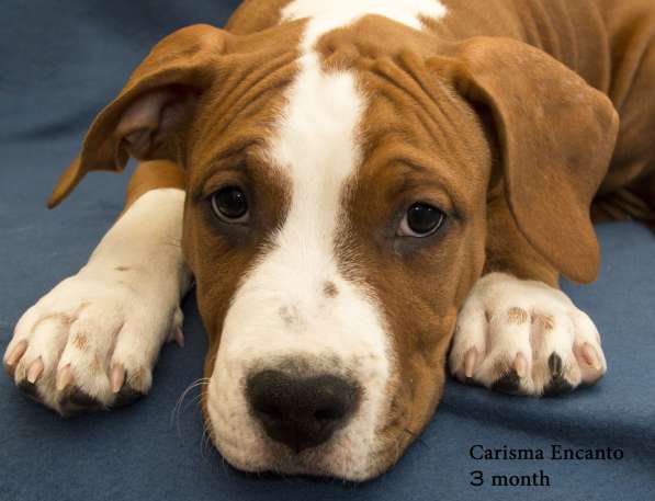 Щенки амстаффа в Санкт-Петербурге фото 10