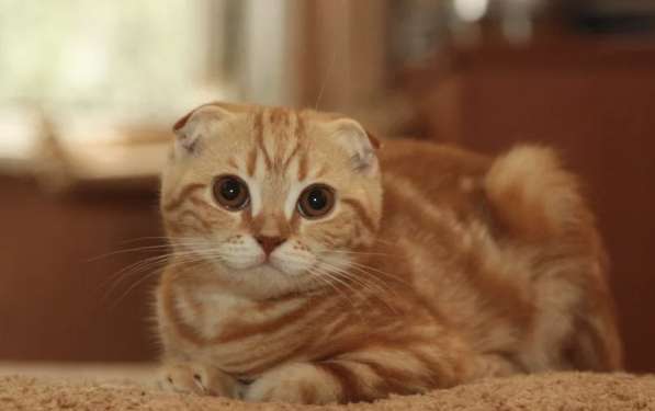 Шотландский вислоухий элитный котенок. Рыжее солнышко Персик в Санкт-Петербурге