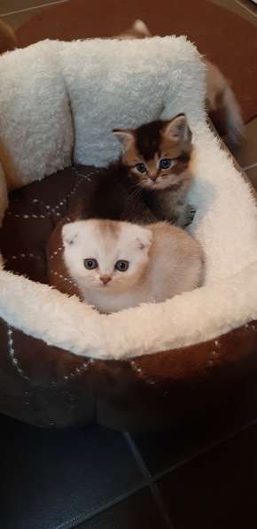Милые шотландские/британский котята в фото 14