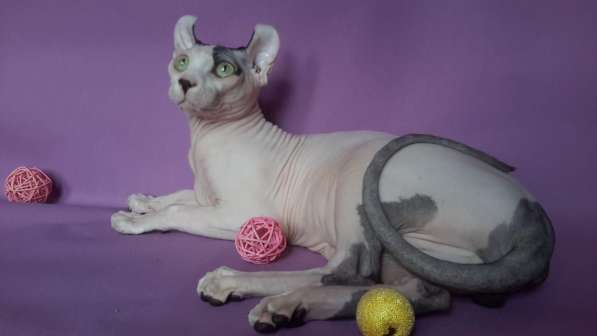 Котята Канадского сфинкса и Эльфов в Санкт-Петербурге фото 4