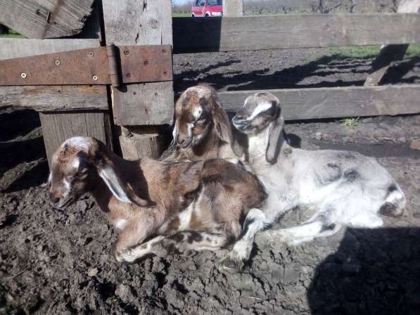 Англо-нубийские козлята в Краснодаре фото 5