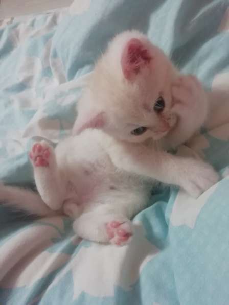 Котёнок британский и шотландский в Москве фото 20