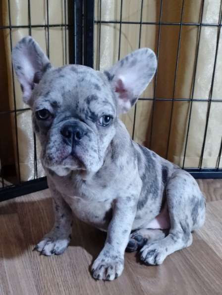 Французский бульдог. Blue merle
