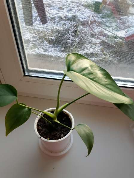 Домашние цветы