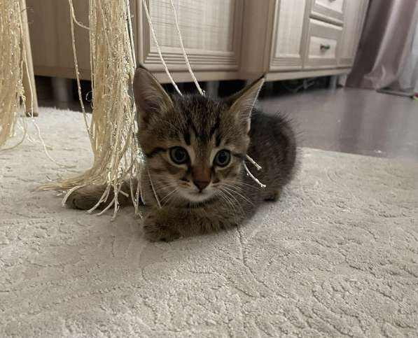 Котята-мальчики в Нижнекамске