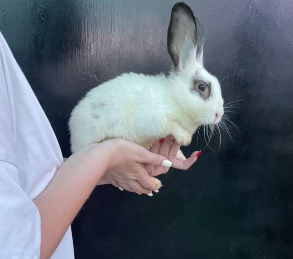 Декоративный кролик в Астрахани фото 7