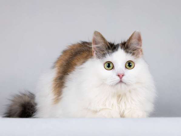 Молодая сибирская трехцветная кошечка Зая в дар в Москве фото 6