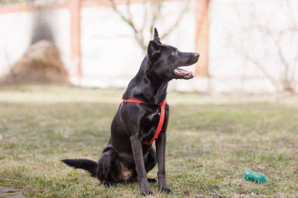 Добрый весёлый пёс Стич срочно ищет дом в фото 4