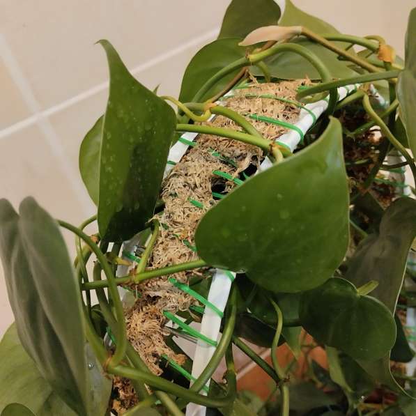 Комнатные растения - филодендрон сердцевидный в Химках фото 4