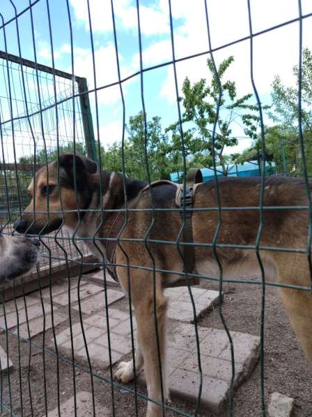 Домашний пёс-потеряшка ищет новую семью в Санкт-Петербурге фото 9