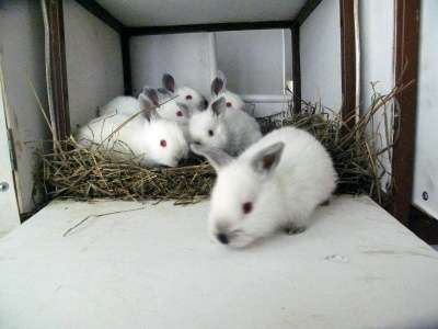 Кролики в Кирове фото 7