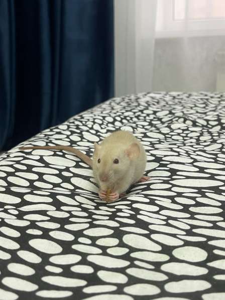 Крыска девочка белая