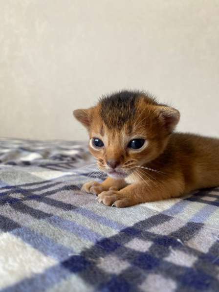 Абиссинский котёнок девочка с документами в фото 3