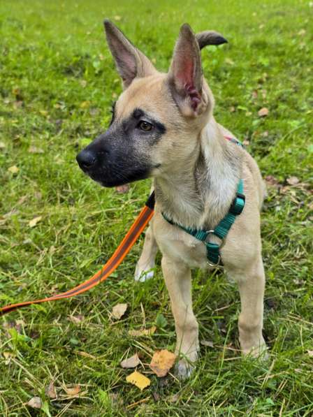 Небольшая и весёлая Шелби в Москве фото 7