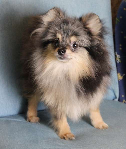 Мальчик медвежонок шпиц в Москве фото 3