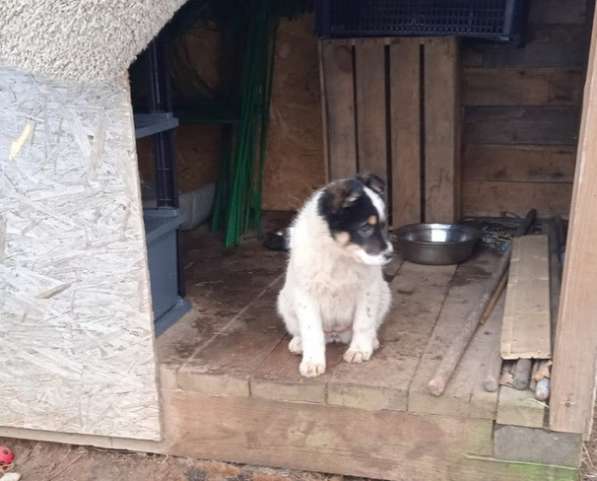 Маленькие хорошенькие хвостики в Санкт-Петербурге фото 20