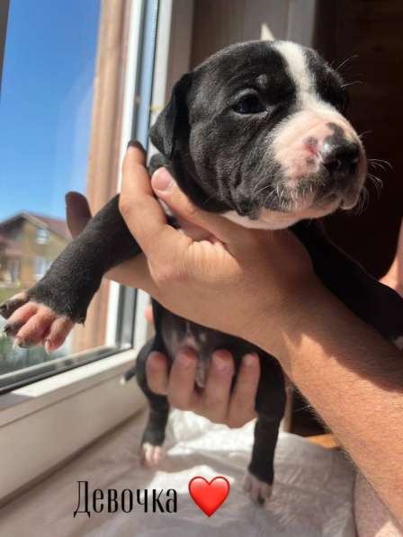 Щенки питбуля в Санкт-Петербурге фото 3