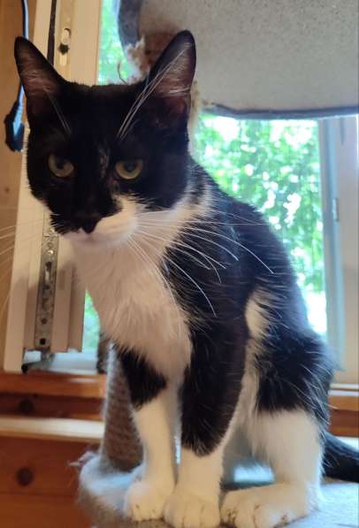 Котик Рембик в Москве