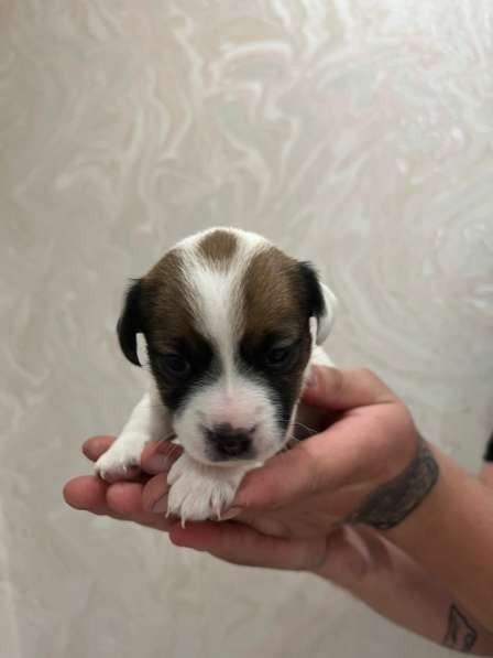 Щенки Джек Рассел терьер в Москве фото 11