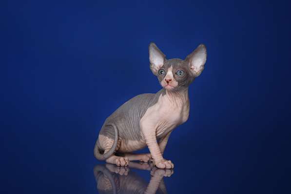 Красота – страшная сила – это сфинкс, эльф бамбино в Мурманске фото 9