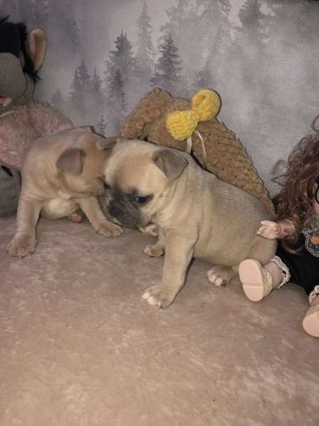 В продаже щенки французского бульдога в Барнауле