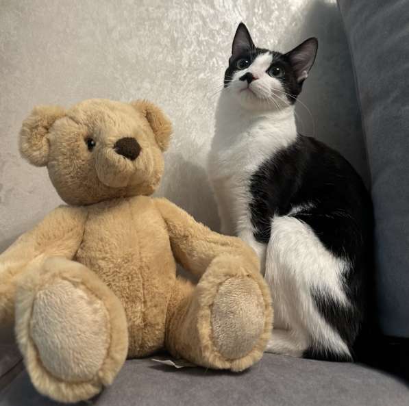 Багира в фото 6