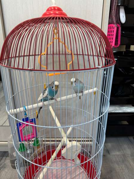 Волнистый попугай с клеткой в Хабаровске фото 6