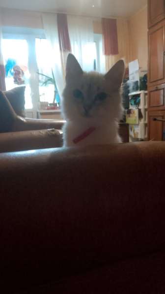 Котенок Снежинка