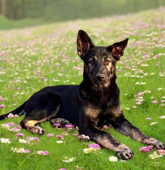 Барсик в поиске дома