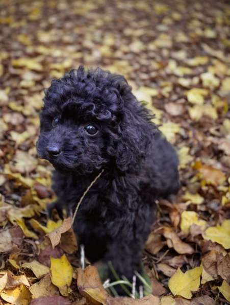 Toy poodle. Boy's в фото 4