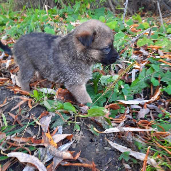 Отдам щенят в Иркутске фото 7