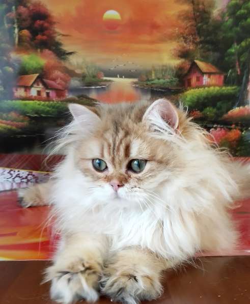 Шотландский котик