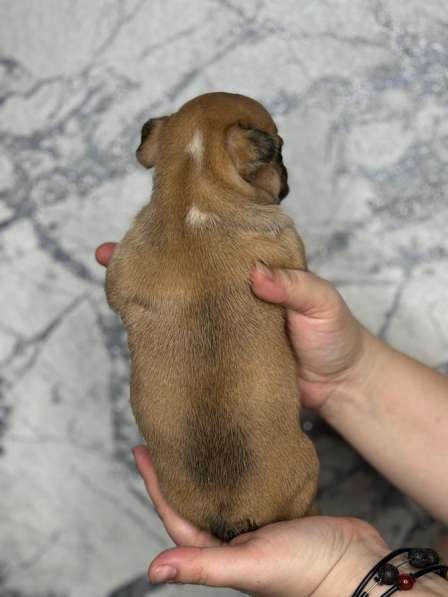 Французское счастье! в Екатеринбурге фото 3