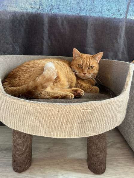 Рыжая красотка с характером срочно ищет дом! в Москве