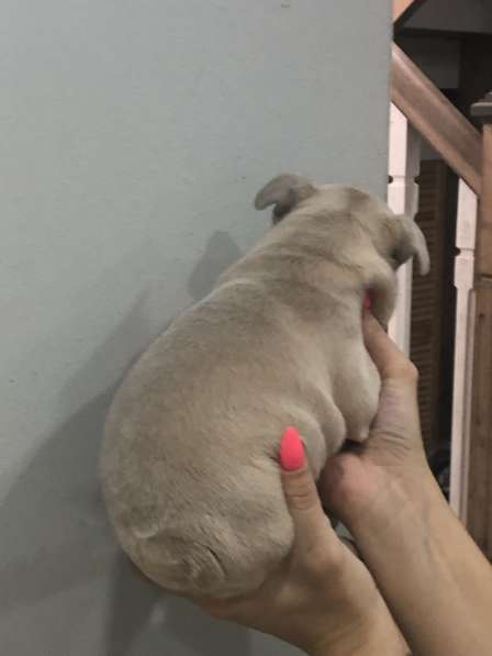 В продаже щенки французского бульдога в Барнауле фото 10