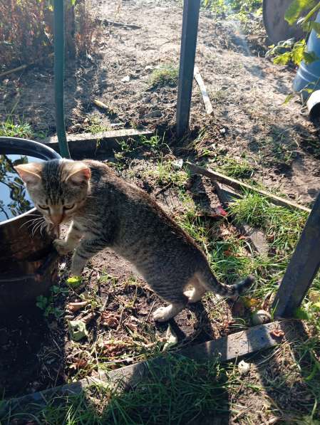 Котенок в дар в фото 9