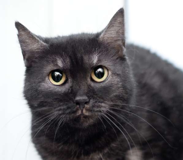 Черная кошка Тесея в добрые руки в Москве фото 3