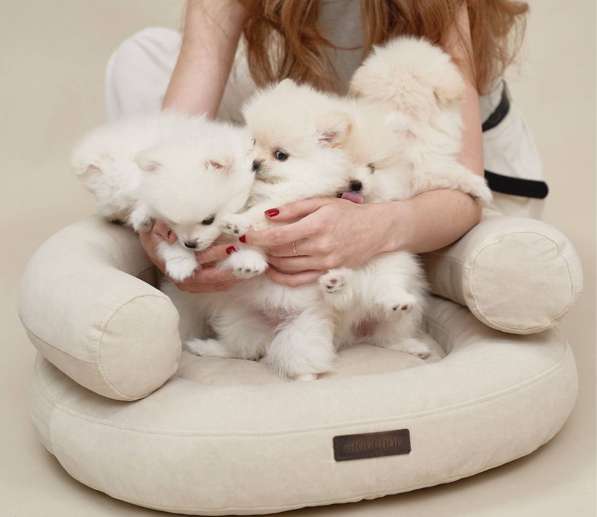 Щенки померанского шпица в Москве фото 5