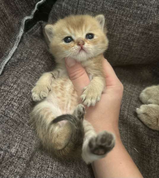 Котёнок золотая шиншилла в Калуге фото 10