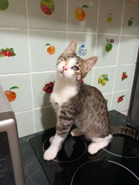 Котёнок Кит в дар