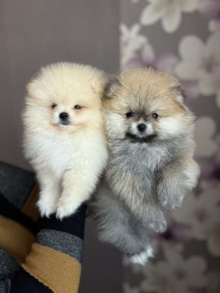 Шпиц померанский в Калуге фото 3