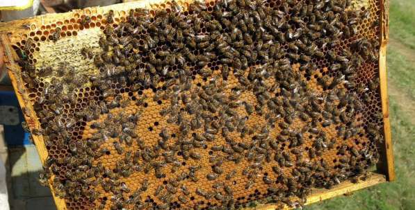 Продам пчел, ульи, пчелосемьи, пасеку в Новосибирске