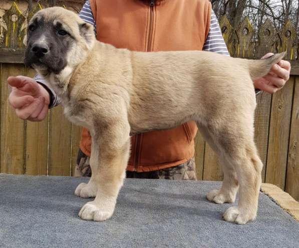 Щенки среднеазиатской овчарки (девочки) в Киржаче фото 4