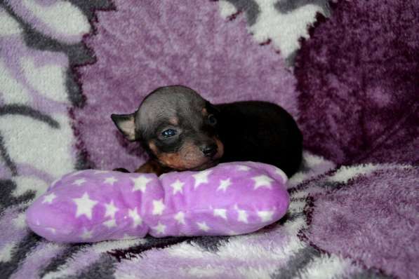 Американский голый терьер, щенки в Королёве фото 4