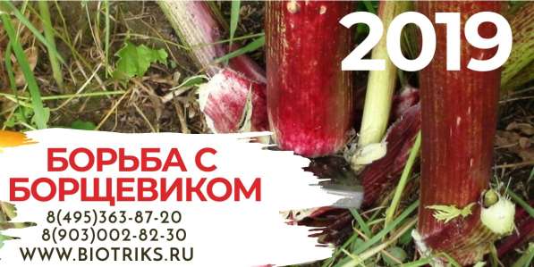 Борьба с Борщевиком Сосновского в Заокском в Ефремове фото 4