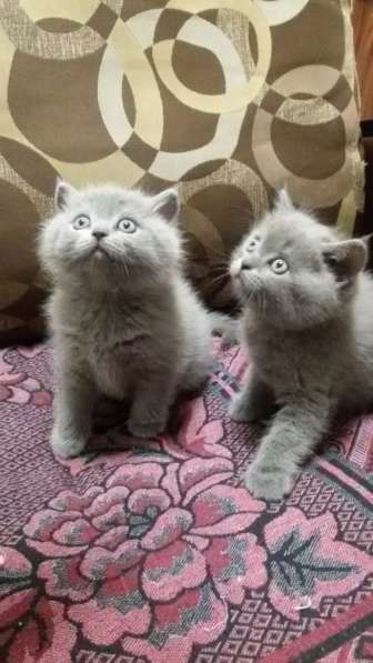 Котята в фото 8