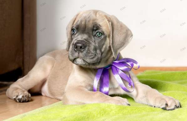 Кане - Корсо. Форментино в фото 8