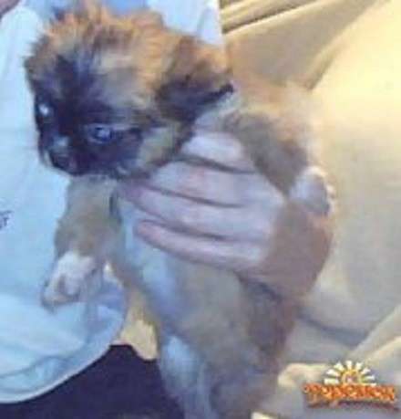 Продам щенка в 