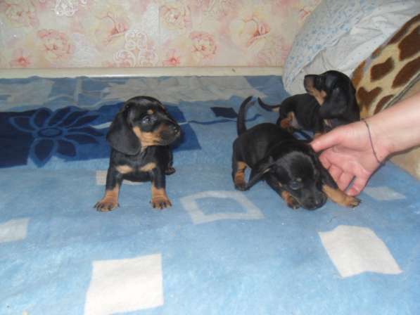 Породистые щенки карликовой таксы в Саратове фото 14