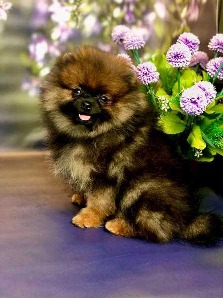 Мини мишка топтышка мальчик